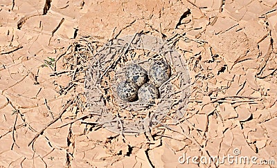 Nest with eggs Stock Photo