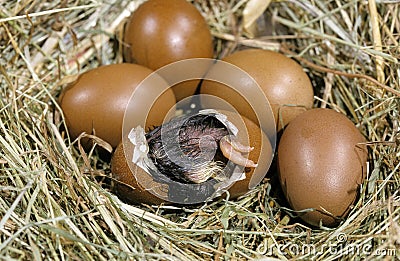 Nest with Eggs, Domestic Chicken, Chick Hatching from Egg Stock Photo