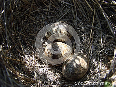 Nest with eggs Stock Photo