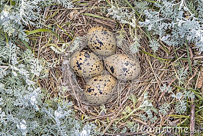 Nest with eggs pied avocet Stock Photo