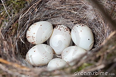 Nest of European Greenfinch (Carduelis chloris) Stock Photo