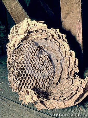 Nest of european paper wasps Stock Photo