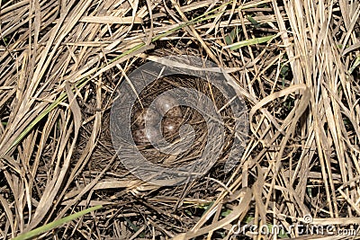 Nest with field bird eggs Stock Photo