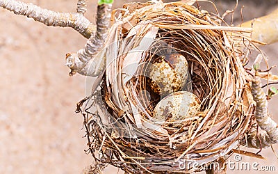 A nest filled with bird eggs Stock Photo