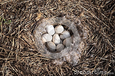 Nest of the grey goose with eggs in reedland with twigs and feathers Stock Photo