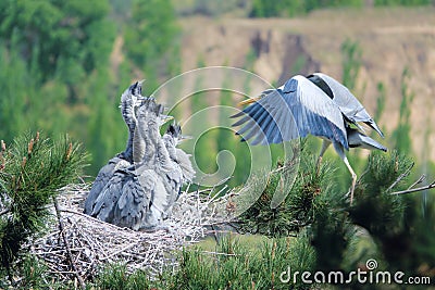 Nest of Grey Heron Stock Photo