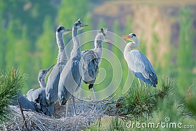 Nest of Grey Heron Stock Photo