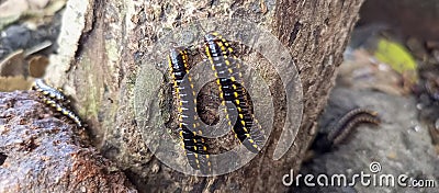 nest of a group of millipedes with black and yellow stripes walking on tree trunks Stock Photo