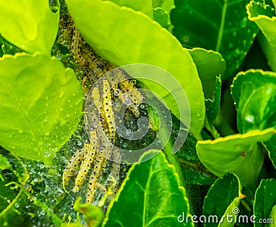 a nest on a infested box tree, buxus moth larvae, box wood plague Stock Photo