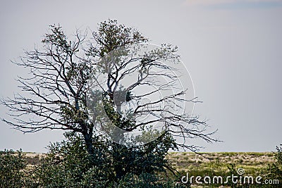 Nest on a lonely tree in steppe Stock Photo