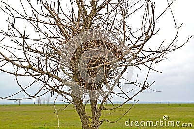 The nest of the magpies is hung on a tree. Spring steppe. Kalmykia Stock Photo