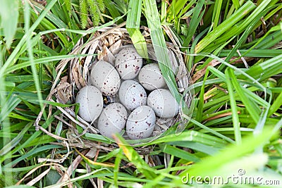 The nest of Moorhen (Gallinula chloropus) Stock Photo