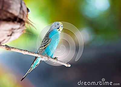 Nest out of focus and a shell parakeet on a branch Stock Photo