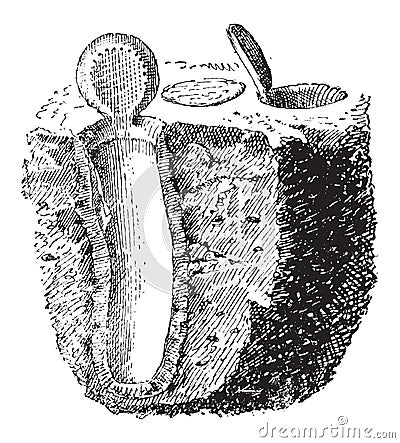 Nest, of Purseweb spider or Atypus affinis, vintage engraving Vector Illustration