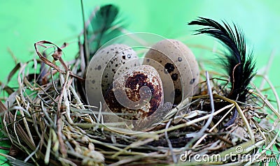 Nest with quail eggs and feathers on light green background Stock Photo