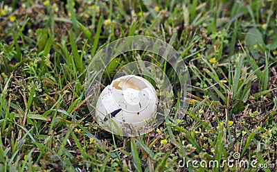 Mallard duck nest eggs plundered by raccoon predator, Georgia USA Stock Photo