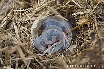 Nest of rodent water curative Neomys fodiens Stock Photo