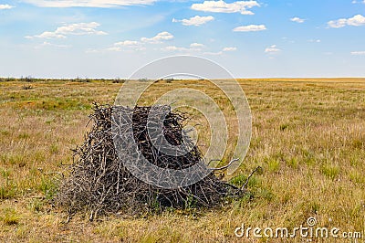 Nest of Steppe eagle or Aquila nipalensis Stock Photo