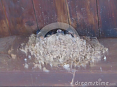 nest with swallows Stock Photo