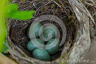 Nest of a thrush with blue eggs on a branch of a bush in spring Stock Photo