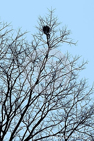 Nest in a tree Stock Photo