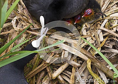 Nest on the water Stock Photo