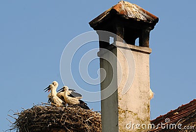 Young storks in their nests on the top of a roof Stock Photo