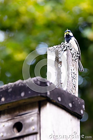 Nesting aid for a coal tit in the own garden, nest box for the breeding time Stock Photo