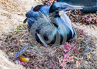 Nesting Cormorant in La Jolla, California Stock Photo