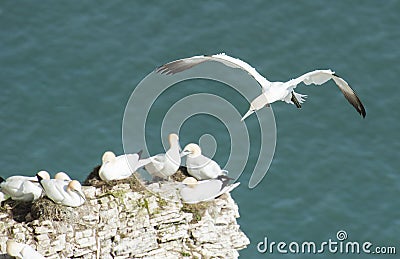 Nesting gannets on a cliff headland Stock Photo