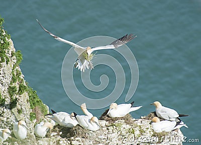 Nesting gannets on a cliff headland Stock Photo
