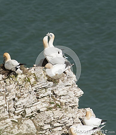 Nesting gannets on a cliff headland Stock Photo