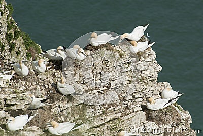 Nesting gannets on a cliff headland Stock Photo