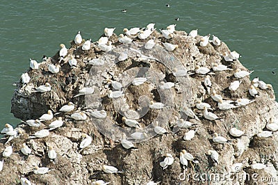 Nesting gannets on a cliff headland Stock Photo