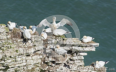 Nesting gannets on a cliff headland Stock Photo
