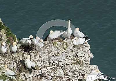 Nesting gannets on a cliff headland Stock Photo