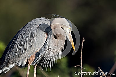 Nesting great blue heron Stock Photo