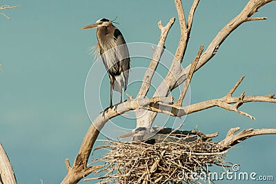 Nesting Great Blue Herons Stock Photo