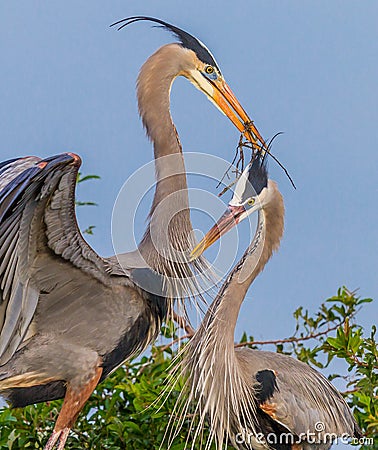 Nesting Great Blue Herons building a new home Stock Photo