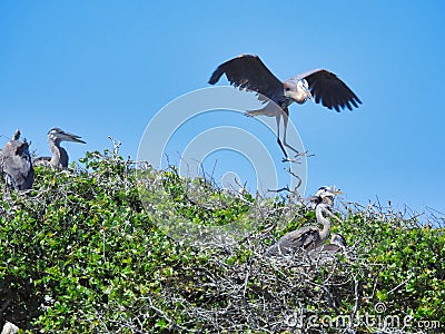 Nesting Great Blue Herons in Live Oak Trees Stock Photo