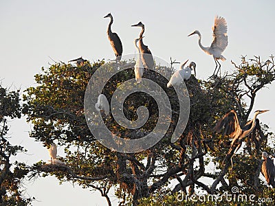 Nesting Great Blue Herons and Great White Egrets in Live Oak Trees Stock Photo