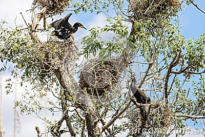 Nesting great cormorants on dried up tree Stock Photo