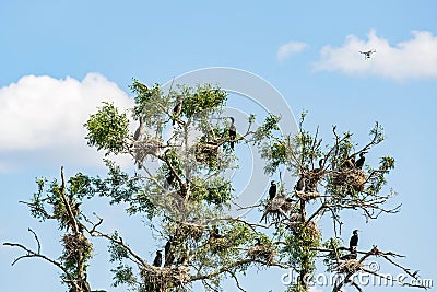 Nesting great cormorants on dried up tree Stock Photo