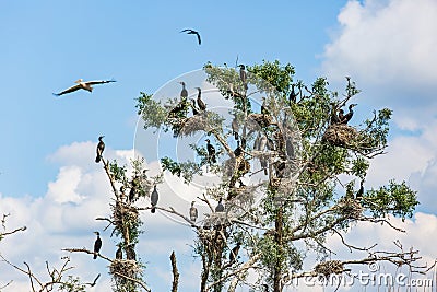 Nesting great cormorants on dried up tree Stock Photo