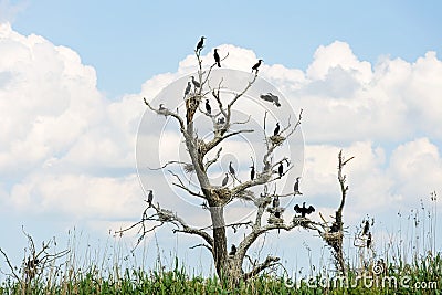Nesting great cormorants on dried up tree Stock Photo