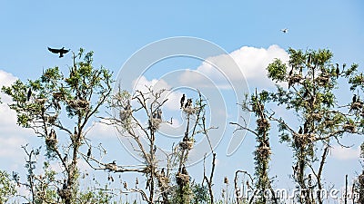 Nesting great cormorants on dried up tree Stock Photo