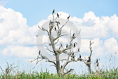 Nesting great cormorants on dried up tree Stock Photo