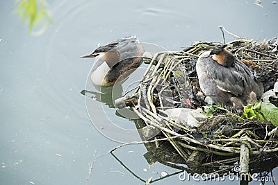 Nesting Great Crested Grebe Stock Photo