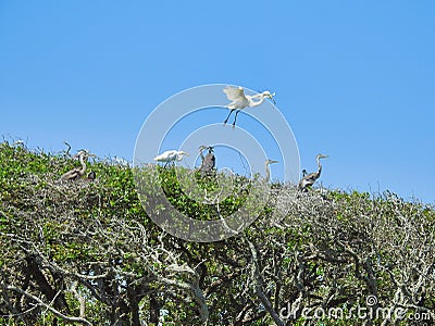 Nesting Great White Egrets and Great Blue Herons in Live Oak Trees Stock Photo