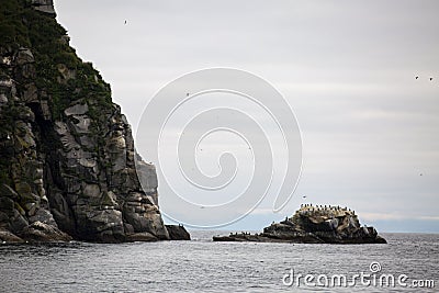 Nesting of gulls and cormorants on coastal cliffs. Stock Photo
